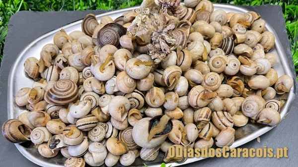 Montra de Petiscos e Mariscos